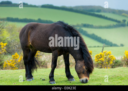 Poney Exmoor sauvages mâles, Equus caballus, le pâturage sur les landes au Parc National d'Exmoor, Somerset, Royaume-Uni Banque D'Images