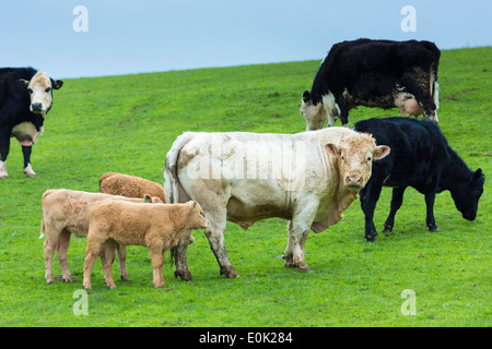 Taureau avec vaches et veaux, Bos primigenius, le pâturage d'un troupeau sur la lande dans le Parc National d'Exmoor, Somerset, Royaume-Uni Banque D'Images