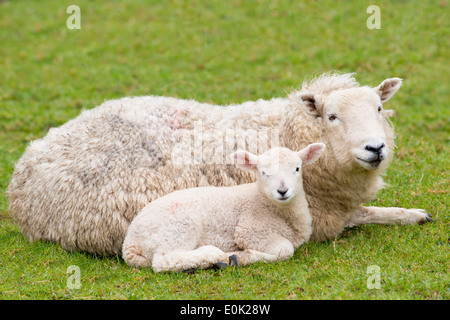 Brebis brebis et l'agneau dans le Parc National d'Exmoor, Somerset, Royaume-Uni Banque D'Images