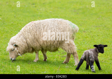 Brebis et moutons agneau noir dans le Parc National d'Exmoor, Somerset, Royaume-Uni Banque D'Images