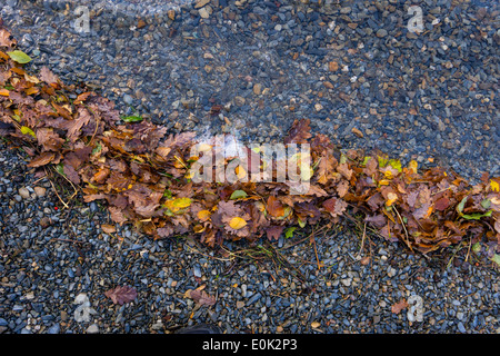 Les vagues de lave Crummock Water une ligne de feuilles sur la rive du lac. Banque D'Images