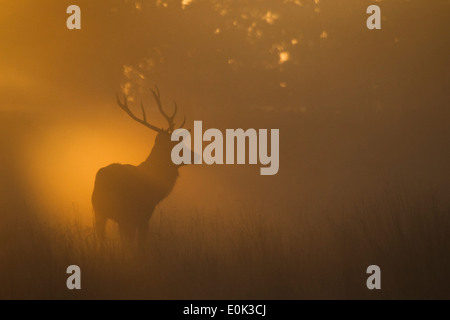 Red Deer stag, Richmond Park, Londres. (Cervus elaphus) Banque D'Images