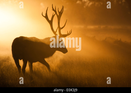 Red Deer, Richmond Park, Londres. (Cervus elaphus) Banque D'Images