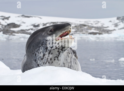 Leopard seal qui se trouve sur un banc de glace près de la côte antarctique Banque D'Images