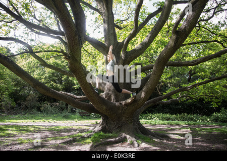 Dame blonde portant des guêtres noires et un petit gris la pratique du yoga au centre d'un arbre sur Hampstead Heath. Banque D'Images