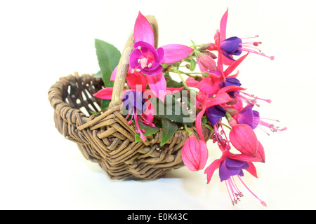 Fleurs rose fuchsia in front of white background Banque D'Images