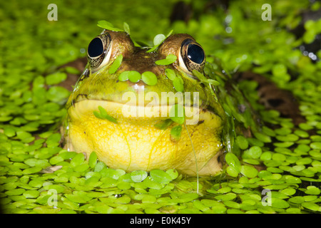 Le nord de l'étang de la grenouille verte, le Centre de PA, USA (Rana clamitans) Banque D'Images