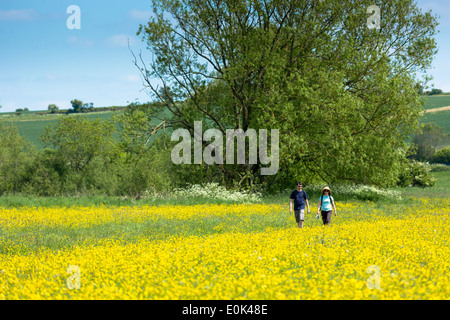 Les promeneurs sur la nature à pied en se promenant dans une prairie de renoncules dans les Cotswolds, Royaume-Uni Banque D'Images