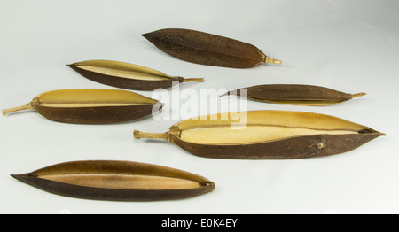 Pod de tulipier d'Afrique, d'incendie, Fouain bell tree Banque D'Images