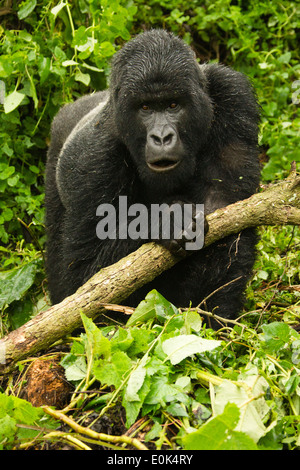 Les gorilles de montagne Agashya bébé dans nid de jour, les VOLCANS NP, le Rwanda (Gorilla beringei beringei) Banque D'Images