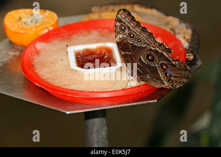 Photo horizontale commune de Morpho, Morpho peleides, manger sur une station. Zoo de Santillana. Cantabrie.Espagne. Banque D'Images