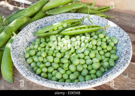 Pois Pois crus frais zoom gros plan de la plaque témoin vert pétrole brut naturel nature végétarienne saine couverture jaune soleil bois nettoyé Banque D'Images