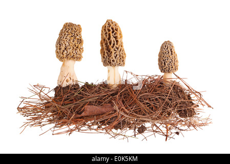 Morilles et jaune du substrat d'aiguilles de pin isolated on white Banque D'Images