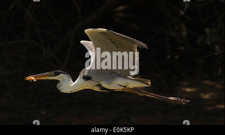 White-necked (Cocoi Héron) avec les poissons capturés dans la bouche, volant dans le Pantanal, au Brésil, en Amérique du Sud (Ardea cocoi) Banque D'Images