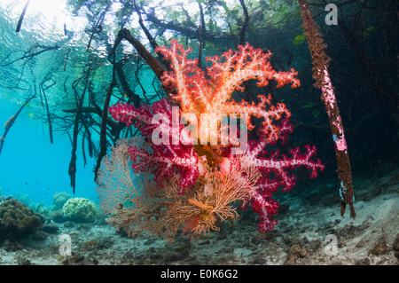 Soft coral croissant sur les racines de la mangrove. Raja Ampat, Papouasie occidentale, en Indonésie. (Dendronephthya sp), (Rizophora sp) Banque D'Images