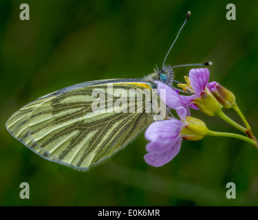 Papillon blanc veiné vert Pieris napi, Yorkshire, UK Banque D'Images