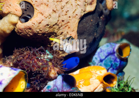 Le poisson-globe la Saint-Valentin avec des seringues de mer. Rinca, le Parc National de Komodo, en Indonésie. (Canthigaster valentini), (Polycarpa aurata) Banque D'Images