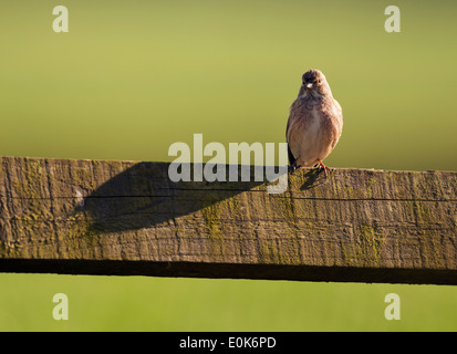 Carduelis cannabina Linnet femelle perchée sur une clôture en bois Banque D'Images