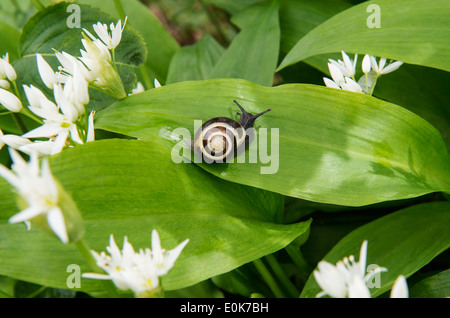 Ramsons ou l'ail des ours (Allium ursinum) Fleurs et feuilles avec des fontaines de Castle Howard North Yorkshire Angleterre Angleterre Europe peut Banque D'Images