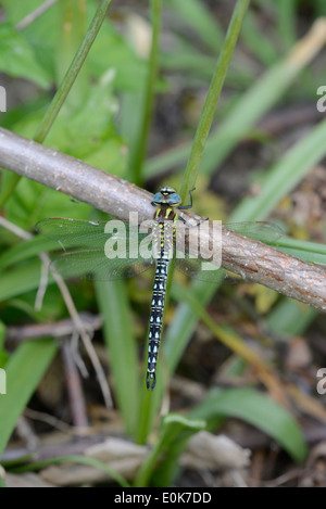 Hairy dragonfly (Brachytron pratense), mâle mature. Banque D'Images