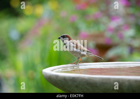 Moineau domestique mâle sur un bain d'oiseaux Banque D'Images