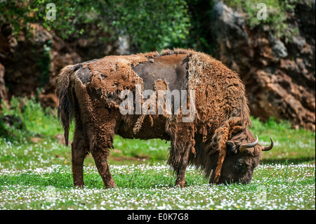 La mue bison d'Europe / Bison (Bison bonasus) herbe de pâturage en pâturage au printemps Banque D'Images