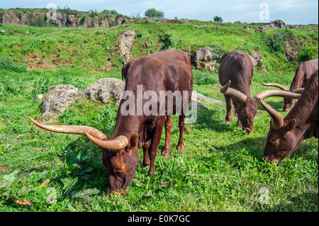 Troupeau d'Ankole Watusi / Ankole-Watusi / longhorn (Bos taurus) vaches avec des cornes, race de Sanga le pâturage l'herbe Banque D'Images