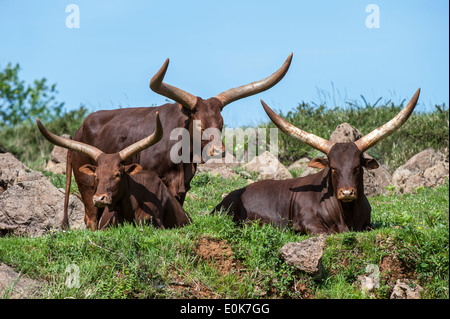 Troupeau d'Ankole Watusi / Ankole-Watusi / longhorn (Bos taurus) vaches avec des cornes, race de bétail Sanga Banque D'Images