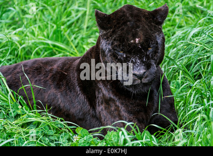 Close up portrait of black panther / melanistic Jaguar (Panthera onca) allongé dans l'herbe, originaire d'Amérique centrale et du Sud Banque D'Images