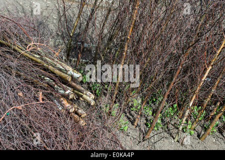 Pois en merisier bois coupés et placés autour de jeunes plants de pois sucré dans un jardin anglais Banque D'Images