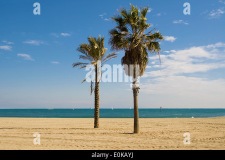 Deux palmiers sur la plage de la Barceloneta, Barcelone, Catalogne. Banque D'Images