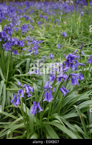Un gros plan d'un massif de jacinthes en bois près d'Ipswich Suffolk Freston Banque D'Images