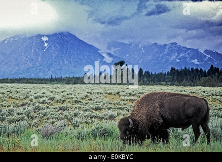 Le bison d'Amérique du Nord. Près de Jackson Hole Wyoming USA Grand Teteons Banque D'Images