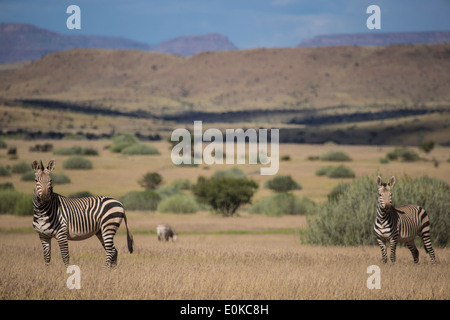 Zèbre de montagne de Hartmann (Equus zebra hartmannae) contre le paysage spectaculaire du Damaraland en Namibie Banque D'Images