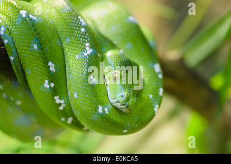 Animaux : green tree python, Morelia viridis, close-up shot, selective focus Banque D'Images