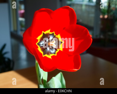 Lugano, Suisse - 2014 : red tulip avec doublure jaune et noir Banque D'Images