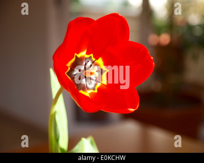 Lugano, Suisse - 2014 : red tulip avec doublure jaune et noir Banque D'Images