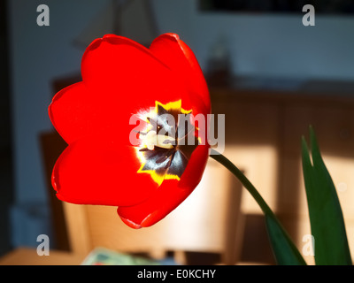 Lugano, Suisse - 2014 : red tulip avec doublure jaune et noir Banque D'Images