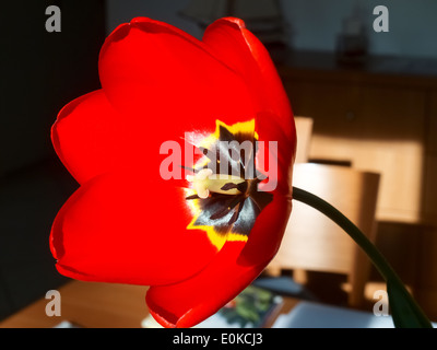 Lugano, Suisse - 2014 : red tulip avec doublure jaune et noir Banque D'Images