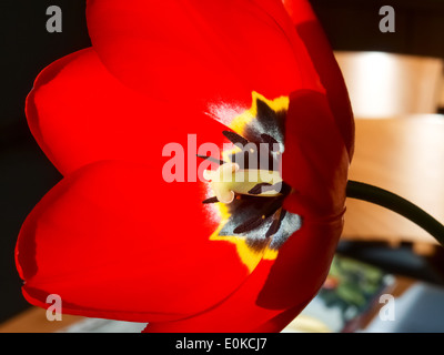 Lugano, Suisse - 2014 : red tulip avec doublure jaune et noir Banque D'Images