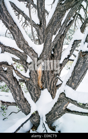 Pinon Pine mortes au printemps la neige dans les Rocheuses près de Salida, Colorado, USA Banque D'Images