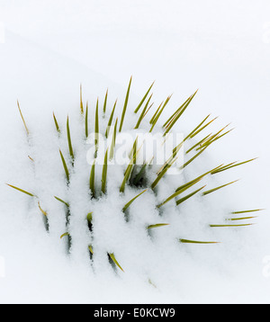 Yucca plante, la neige de printemps dans les montagnes Rocheuses, près de Salida, Colorado, USA Banque D'Images