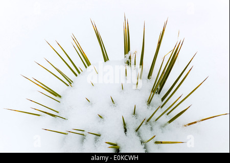 Yucca plante, la neige de printemps dans les montagnes Rocheuses, près de Salida, Colorado, USA Banque D'Images