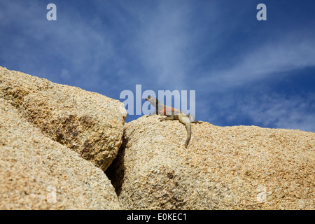 Un Western Chuckwalla lizard suns lui-même sur une roche de granit dans la région de Joshua Tree National Park en Californie du Sud, Etats-Unis Banque D'Images