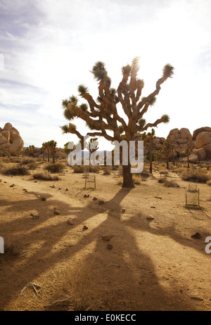 Le soleil brille dans la distance derrière un groupe d'arbres lumineux Josué dans Joshua Tree National Park en Californie du Sud, Etats-Unis Banque D'Images