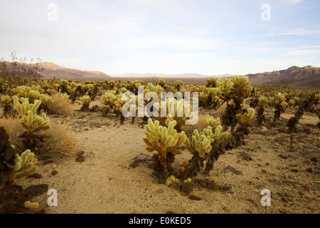 Cholla cactus dans Joshua Tree National Park en Californie du Sud, Etats-Unis Banque D'Images