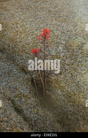 Indian Paintbrush pousse dans une roche de granit dans la région de Joshua Tree National Park en Californie du Sud, Etats-Unis Banque D'Images