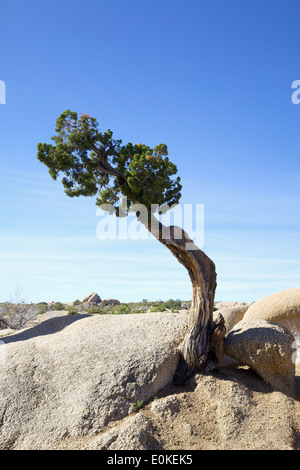 Un routeur Juniper tree pousse dans les rochers dans Jumbo Joshua Tree National Park Banque D'Images