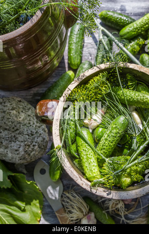 Pauvre en sel à marinade concombres dans un pot en argile Banque D'Images