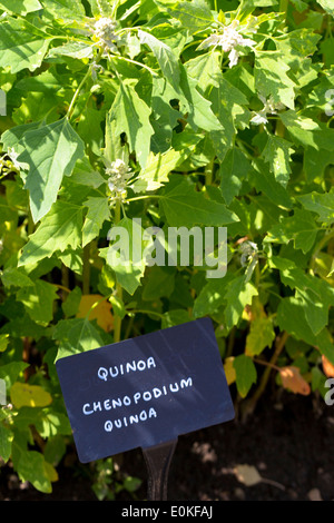 Le quinoa, Chenopodium quinoa, dans le jardin de légumes chez le Manior aux Quat Saisons hôtel dans l'Oxfordshire UK Banque D'Images